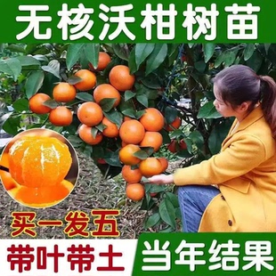 无核沃柑树苗正宗广西091无籽沃柑橘子苗盆栽地栽嫁接苗大桔子树