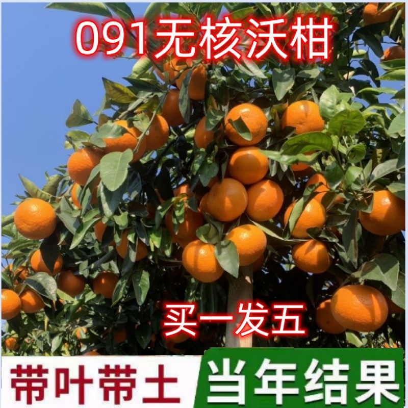 农科院长绿热销091无核沃柑