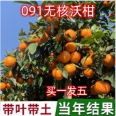 无核沃柑树苗正宗广西091无籽沃柑橘子苗盆栽地栽嫁接苗大桔子树