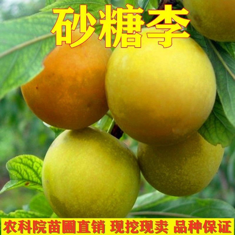 嫁接新品种李子树苗砂糖李树苗六月脆红李南方种植树苗当年结果