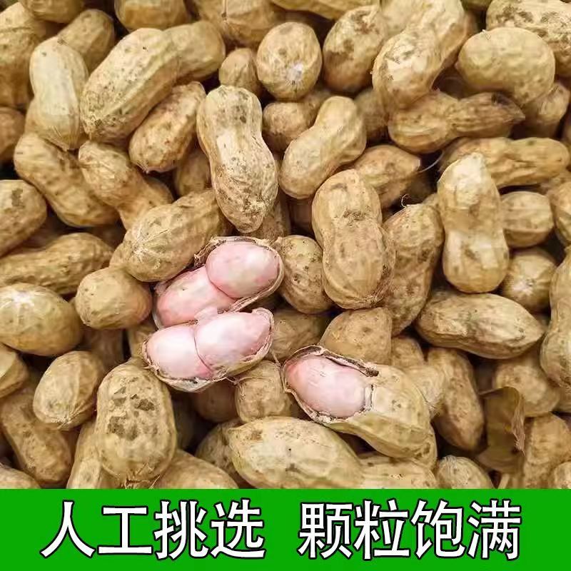 2025年当季带皮花生湿花生带壳新鲜花生红皮粉皮现挖现发水煮花生