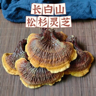 长白山松杉金边灵芝灵芝茶养生