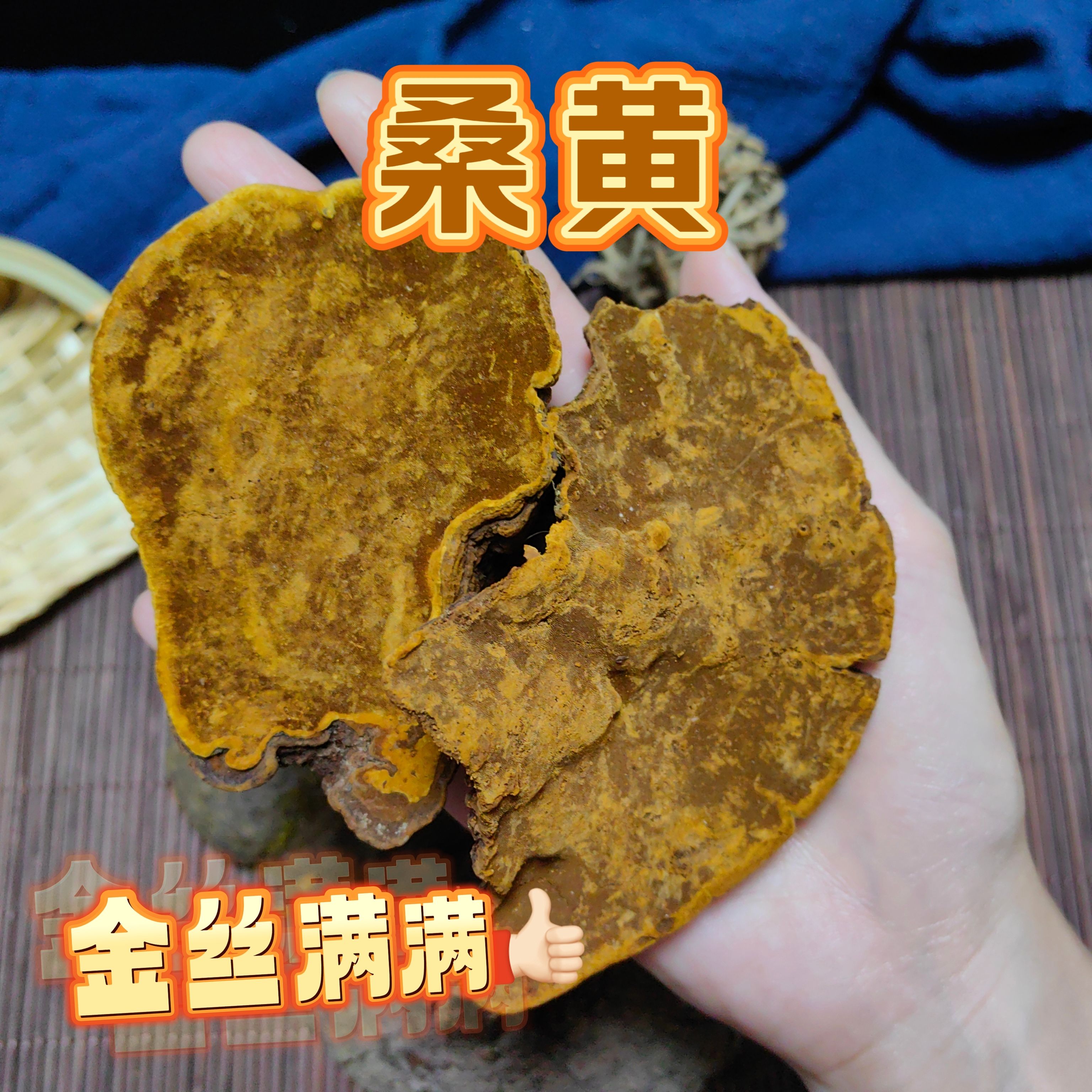 精选西藏桑树桑黄灵芝大号