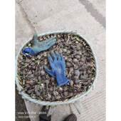 贵州野生石蒜中药材老鸦蒜根球幽灵彼岸花现挖新鲜石蒜特石蒜野生