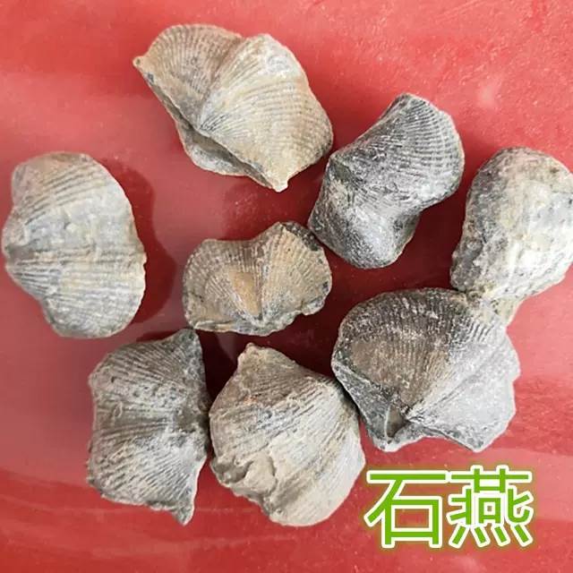 石燕中药材燕石子 燕子石 天然形成完整10只10元包邮个个挑选整只
