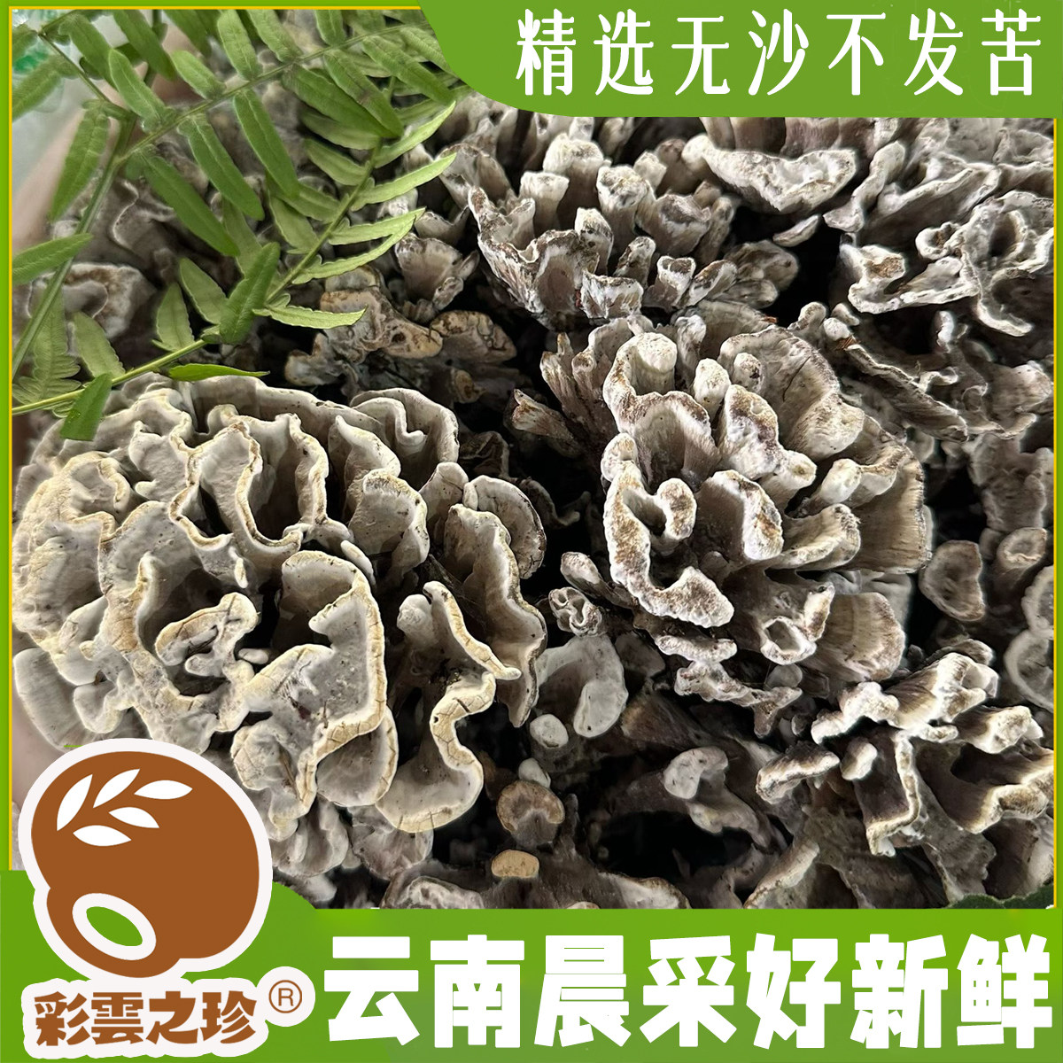 云南野生干巴菌 没有沙不发苦 新鲜松茸/菌菇