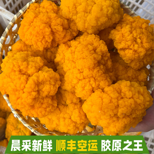 彩云之珍 新鲜云南金耳菌 云南菌菇蘑菇特产 黄金耳菌子当天现摘