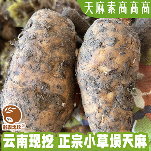 新鲜昭通小草坝天麻 顺丰空运 云南带泥直发 当天现挖