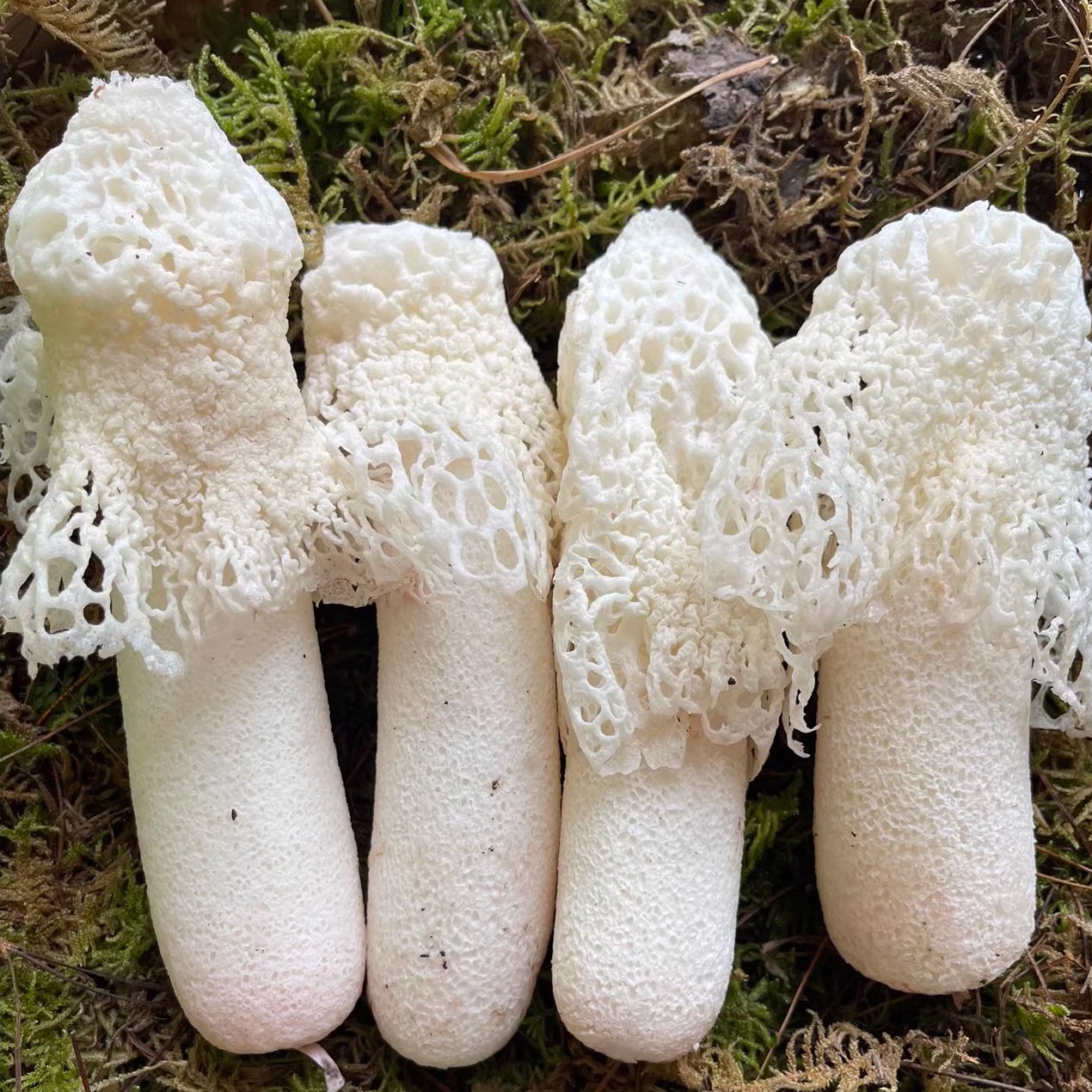 彩云之珍·新鲜云南竹荪 无熏硫 无肥皂味洗洁精味 煲汤火锅食材