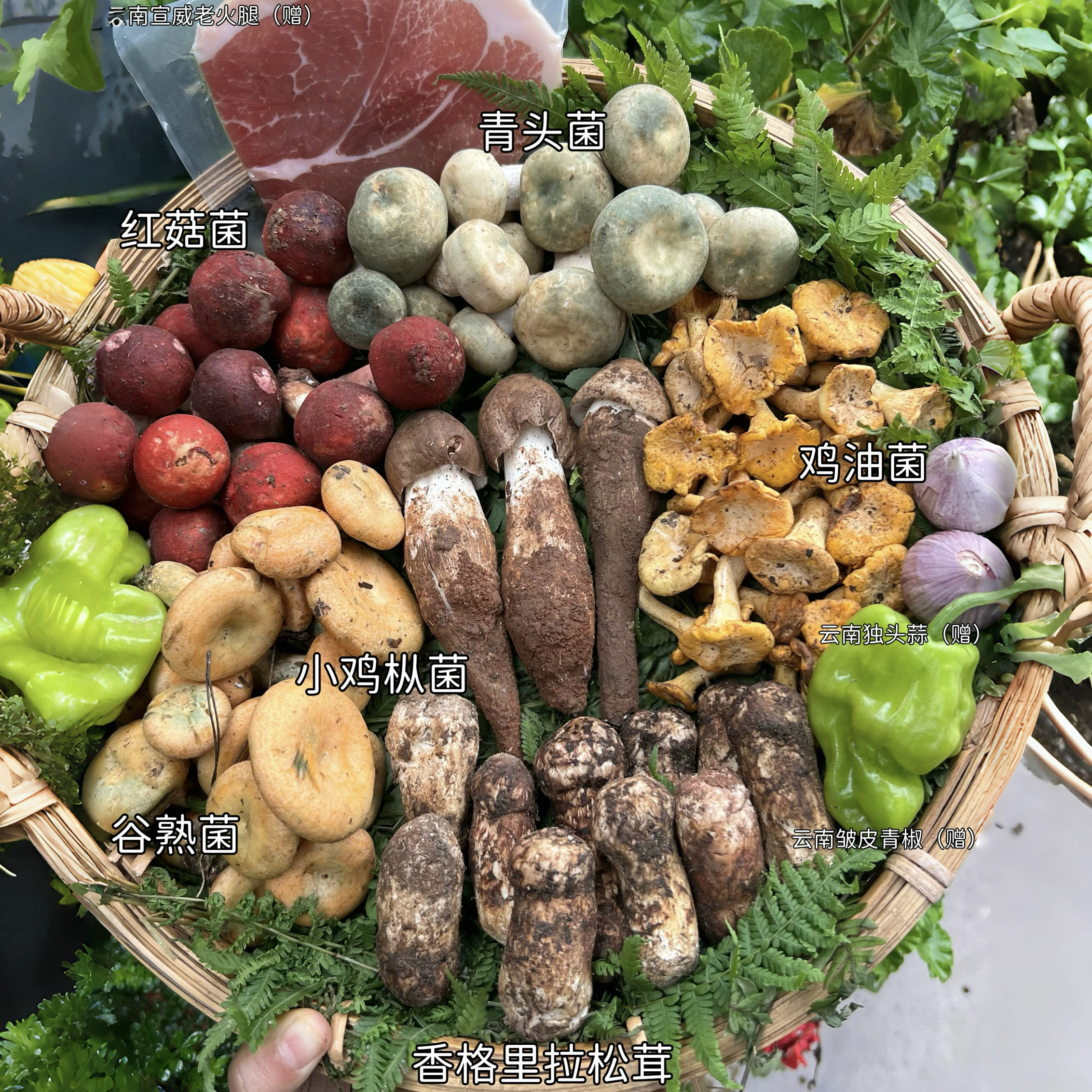 彩云之珍·云南野生菌子组合 松茸鸡枞菌红菇牛肝菌 菌菇蘑菇食材