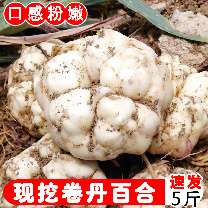 23年新鲜现挖百合5斤龙山恩施特产精选卷丹百合3斤食用微苦胜兰州