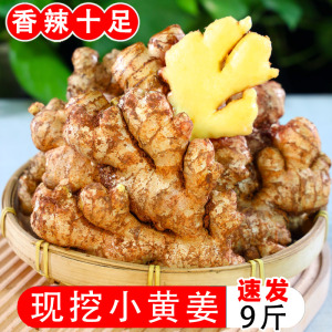 云南小黄姜新鲜生姜9斤现挖农家老姜小黄姜沙姜月子姜蔬菜罗平10