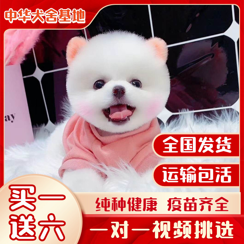 纯种博美幼犬茶杯犬博美小型犬博美俊介犬迷你小狗活幼体宠物狗狗