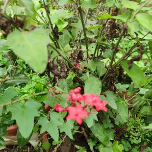 新鲜现采红三娘 谢三娘 红骨天星娘 紫花丹 红花丹 枝叶500克