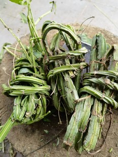 （1000克）新鲜现采青绿老年 六方藤 松筋藤 抽筋藤 宽筋藤 湿货