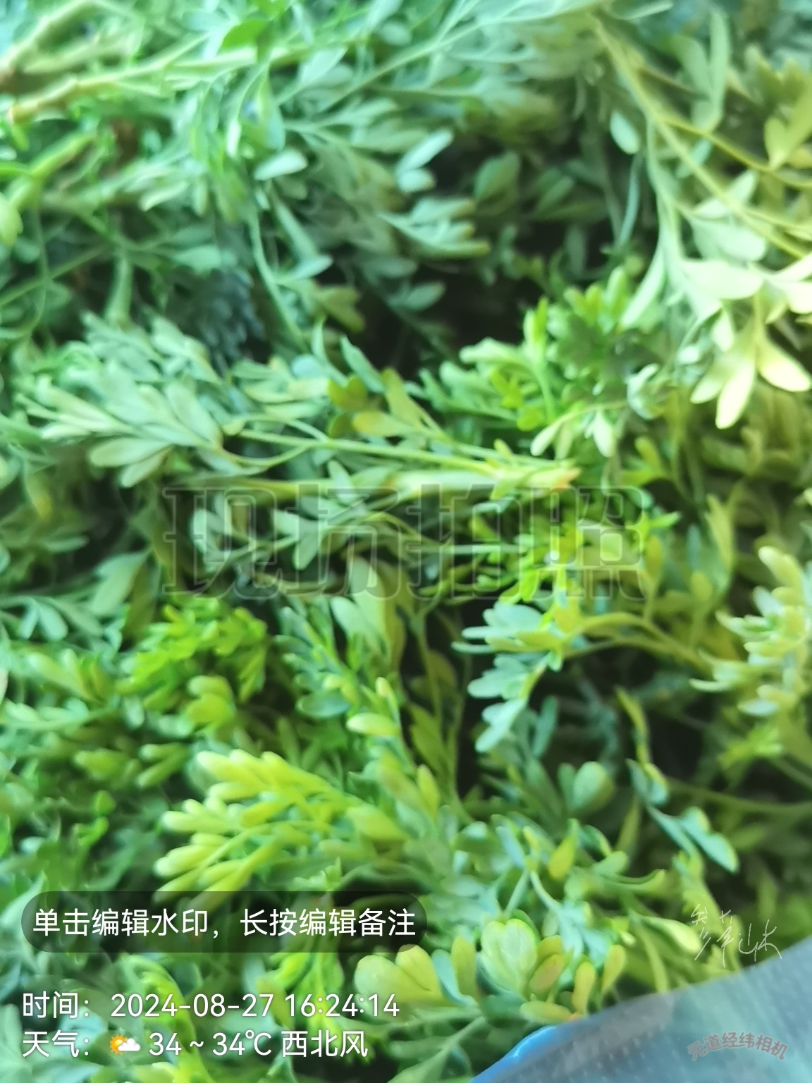 新鲜湿草现摘芸香草 臭草 贼仔草 臭艾 洋艾 老虎菜500克