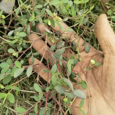 自晒干货 艾堇 仙桃草 红果草 仙桃子草 500克