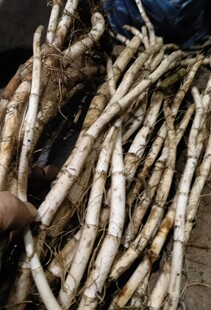 常用野生山草药 三白草 白面姑 白舌骨 塘边藕 根部 500克