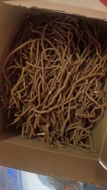 正宗纯根红骨谢三娘红骨天星娘红花红三娘红花丹500克