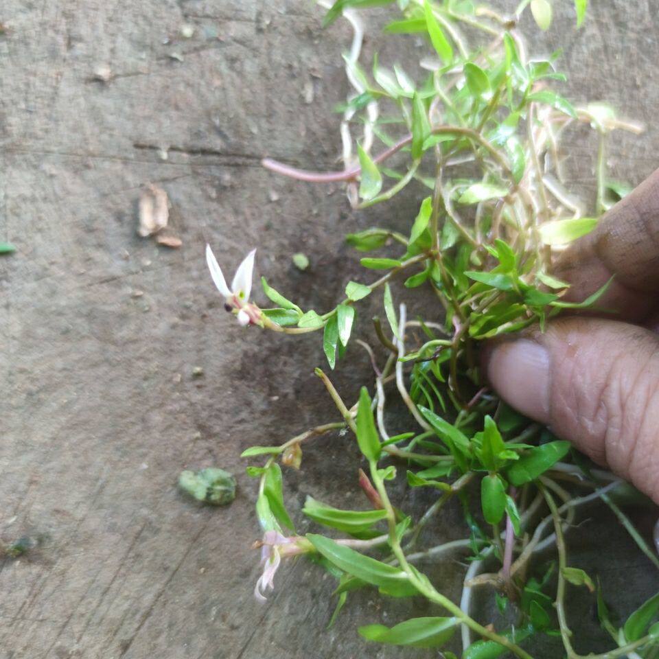 新鲜山草药带根 半边莲 瓜仁草 急解索 细米草 水仙花草 500克