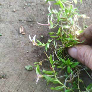 新鲜山草药带根 半边莲 瓜仁草 急解索 细米草 水仙花草 500克