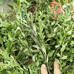 (500克)现采新鲜紫背金牛 金不换 蛇总管 叶叶一枝花