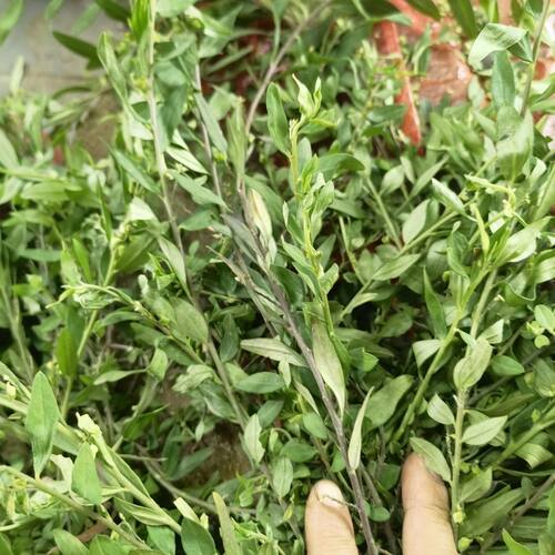 (500克)现采新鲜紫背金牛 金不换 蛇总管 叶叶一枝花