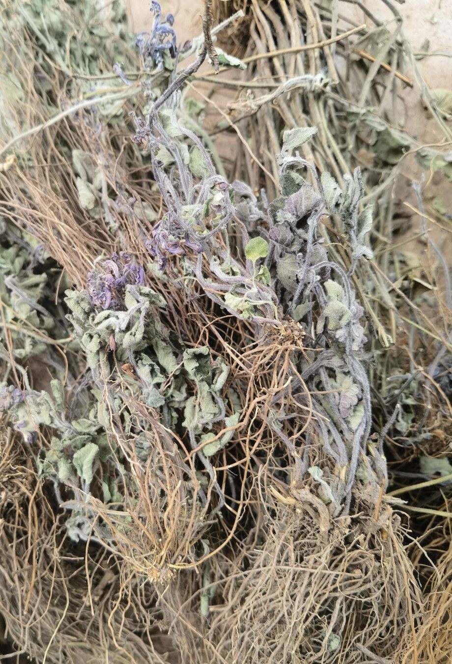 天然自晒干货整颗 韩信草 大力草 耳挖草  250克