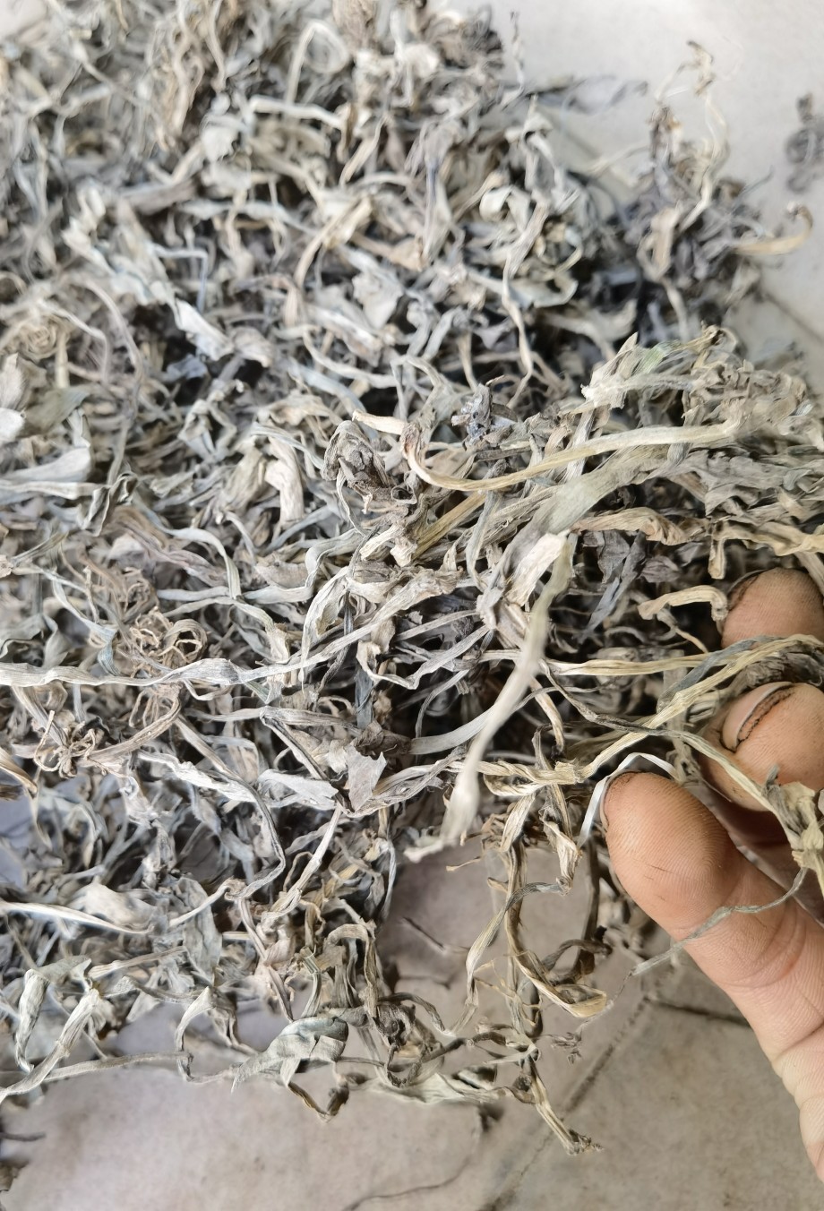 250克自晒新货痰火草 围夹草 广东猫爪草 化核草 散结草 化痰草