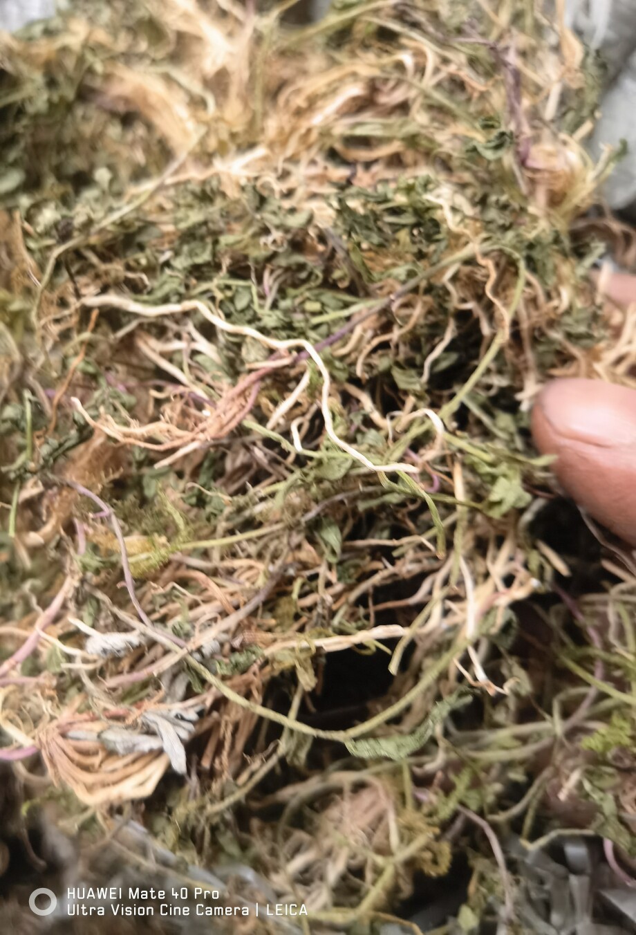 干货半边莲 急解索 蛇脷草 细米草干品 500克