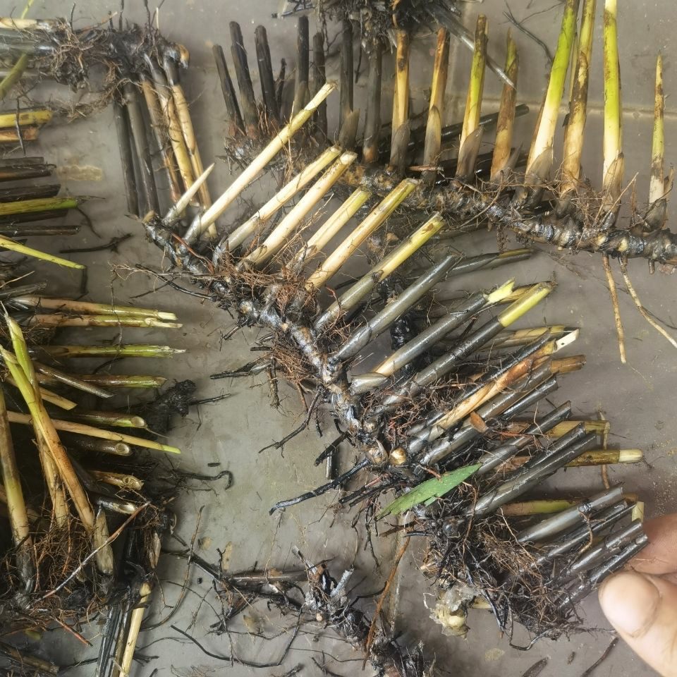 新鲜现采 石草 席草头 席草根部 咸草头 500克