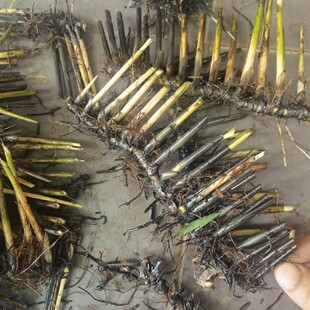 新鲜现采 石草 席草头 席草根部 咸草头 500克