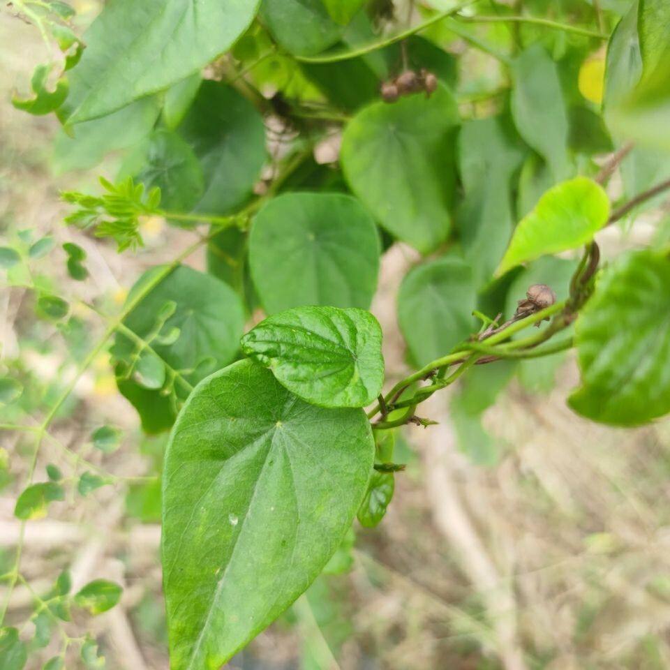 新鲜现采千金藤 粪箕笃 蛤乸草 田鸡草 畚箕草 500克