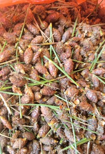 野生现采席草头仔 石草花果 蔺草头 咸草头果 新鲜500克