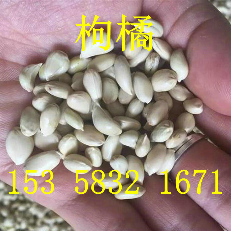 新鲜积壳枸橘种子枸桔香橙子柠檬红桔子篱笆鸟不占刺桔子柚子种