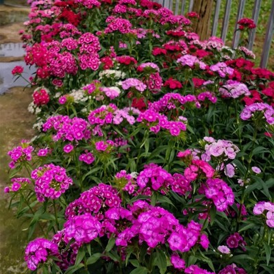 多年生花籽室外低矮卉植物