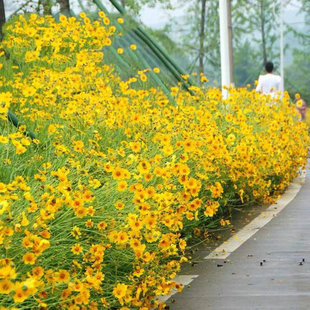 金鸡菊花种籽阳台盆栽太阳花卉四季花草向日葵种孑植物凤仙花种子