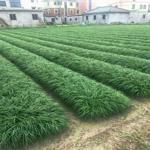 金边麦冬种籽子日本矮麦冬草草籽玉龙草大小细宽叶绿化麦冬草种子