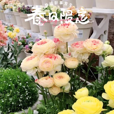 花毛茛芹叶洋牡丹盆栽重瓣