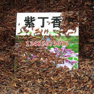 丁香种子白丁香花丁香树苗紫丁香大叶暴马丁香花