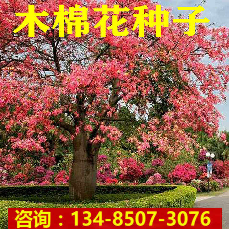 美丽异木棉种子木棉花木棉树大肚