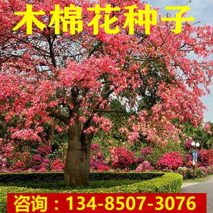 美丽异木棉种子木棉花攀枝花木棉树种子大肚大腹木棉籽红木棉树种