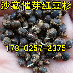 红豆杉种子盆景曼地亚红豆杉 南方东北中国沙藏2年开口红豆杉树种