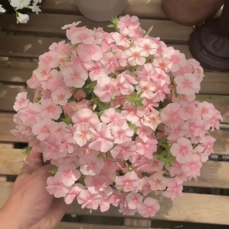 福禄考花种室内外四季播种花草