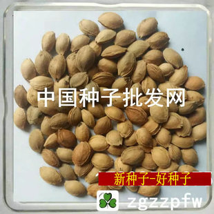 红叶李树种/紫叶稠李/欧李/大小蜜李子/嫁接早熟 三华李钻木籽