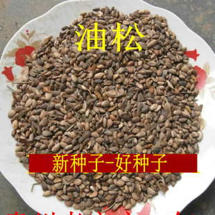 耐寒油松种子松树籽落叶松白皮松东北黑松嫁接五针松罗汉松盆景