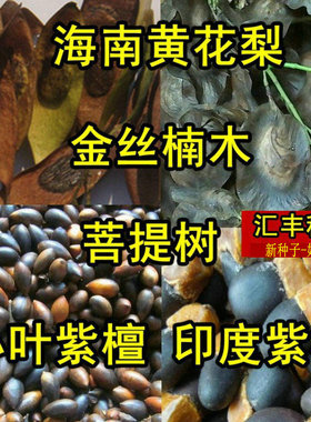 金丝楠木种子小叶紫檀白檀桢楠蓝花楹红花楹凤凰木菩提黄花梨树种