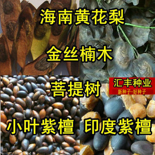 金丝楠木种子小叶紫檀白檀桢楠蓝花楹红花楹凤凰木菩提黄花梨树种