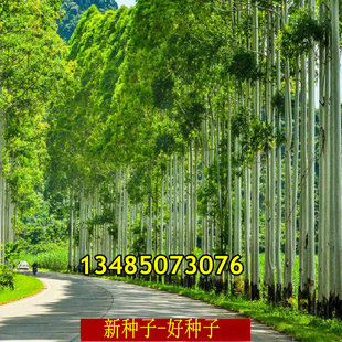 26号桉树种子尾叶巨桉蓝桉杏仁桉澳大利亚大小叶桉速生桉树韦赤桉