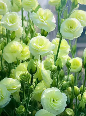 重瓣洋桔梗花种籽子四季播种花草易活种孑室外植物盆栽花卉种籽子